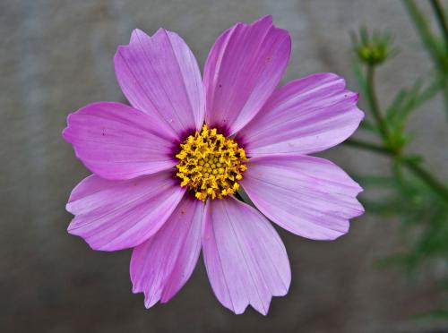 Fresh Flower